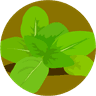 Avatar for Basil