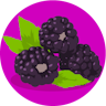 Avatar for Blackberries